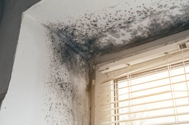 Affordable Mold Inspection And Testing solutions in Harbert, MI